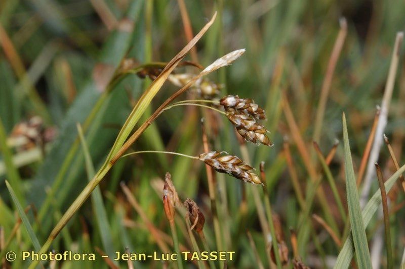 Taken Aug 15, 2012 by Photoflora - Jean-Luc TASSET (©)