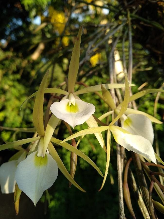 Brassavola Perrinii Lindl., Clitoris Orchid (World Flora) - Pl@ntNet ...