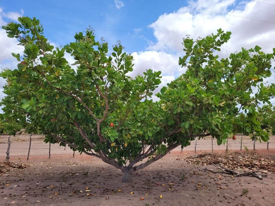 Cashew Tree: Growing, Care & Harvesting Guide