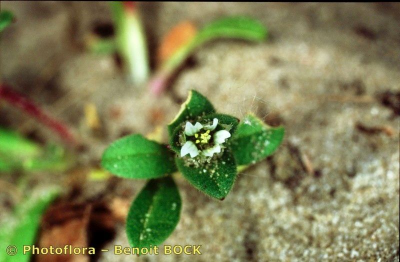 Taken Apr 15, 2002 by Photoflora - Benoit BOCK (©)