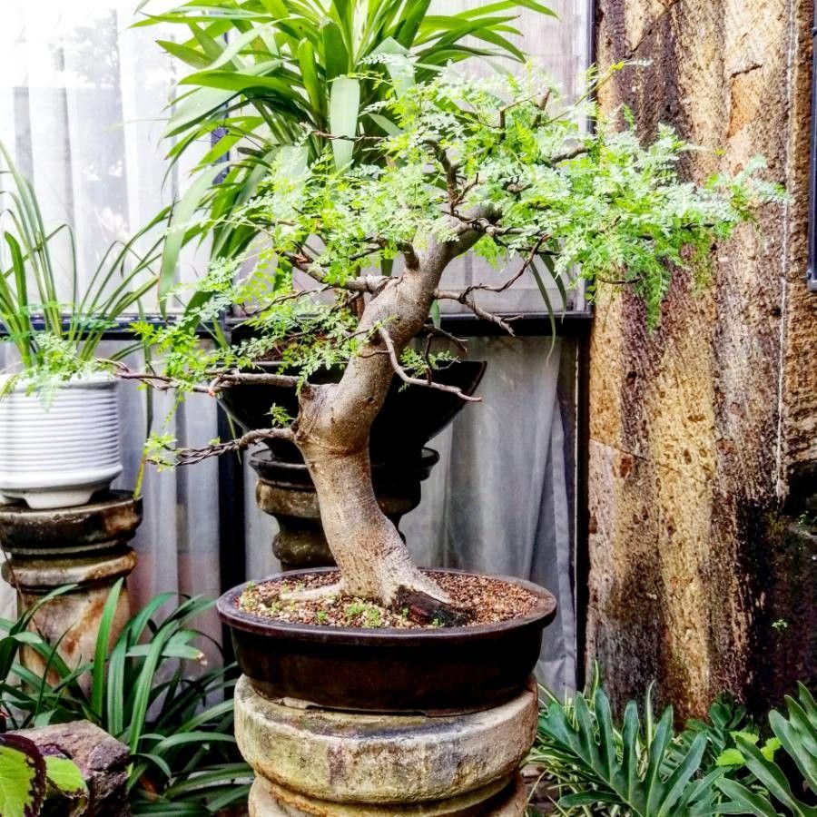 ブルセラ ビピンナータ Bursera bipinnata 2022/4/7播種 - 観葉植物