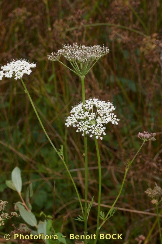 Taken Sep 15, 2013 by Photoflora - Benoit BOCK (©)