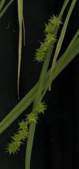 Plant Image 1