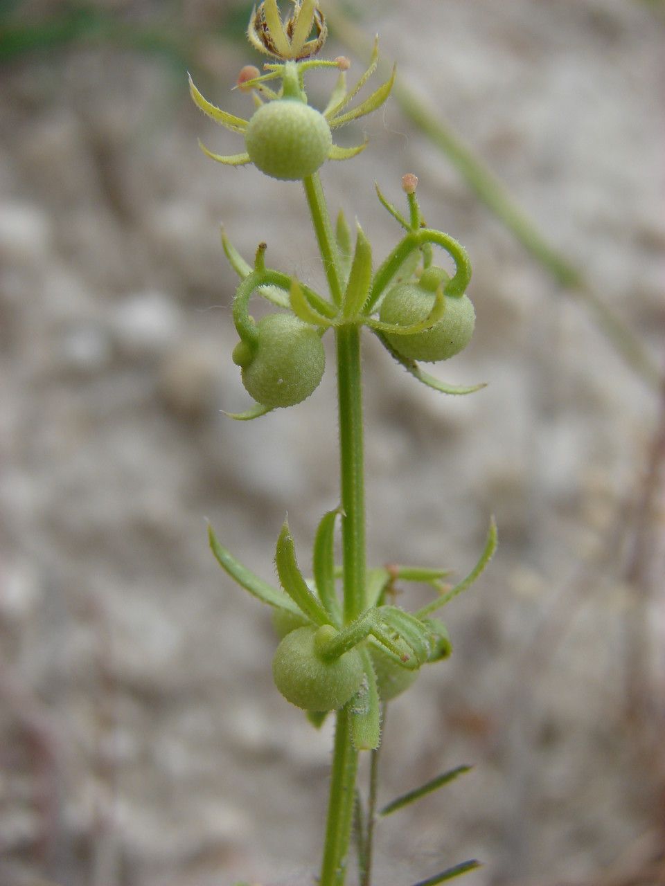 Taken Jun 3, 2014 by Tela Botanica − Paul FABRE (cc-by-sa)