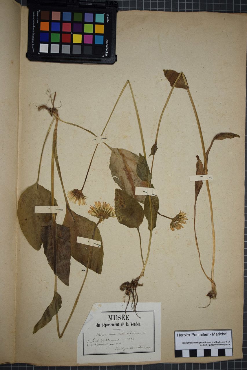 Taken Apr 30, 1874 by Tela Botanica − Herbier PONTARLIER-MARICHAL (cc-by-sa)