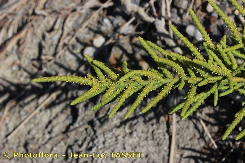 Taken Apr 15, 2018 by Photoflora - Jean-Luc TASSET (©)