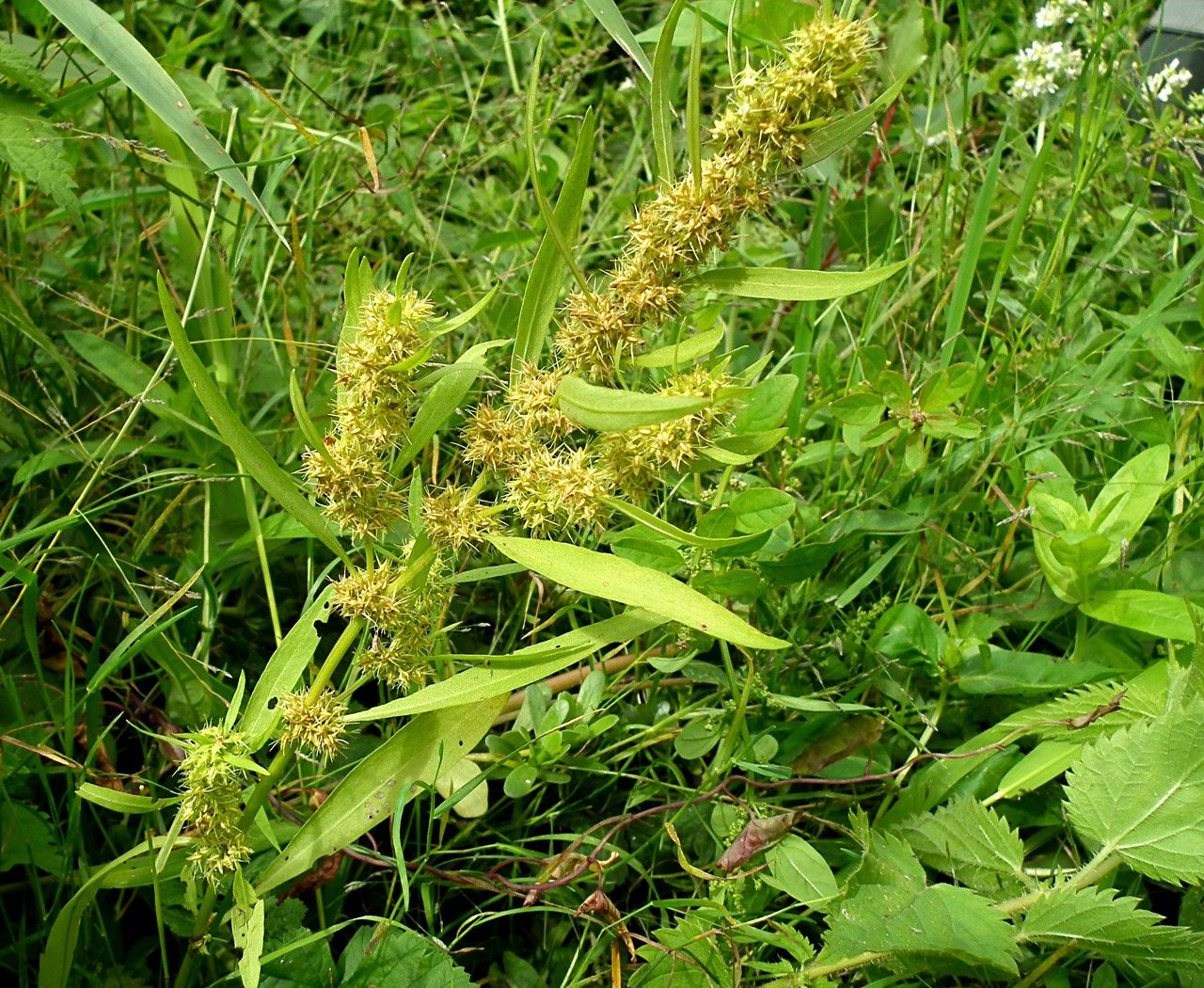 Taken Aug 31, 2013 by Tela Botanica − Jacques Maréchal (cc-by-sa)