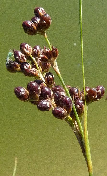 Taken Jun 1, 2011 by Tela Botanica − Bertrand BUI (cc-by-sa)