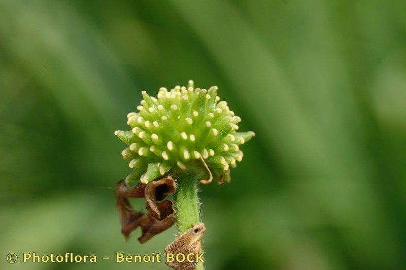 Taken Aug 15, 2006 by Photoflora - Benoit BOCK (©)