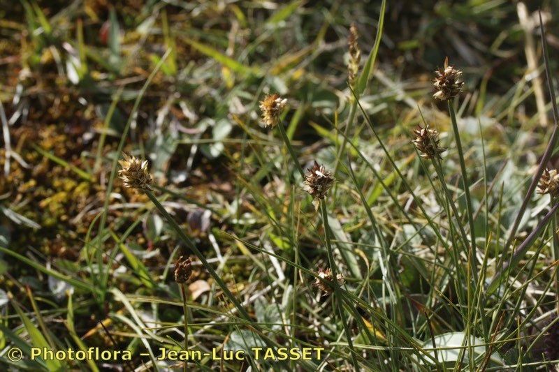 Taken Aug 15, 2013 by Photoflora - Jean-Luc TASSET (©)