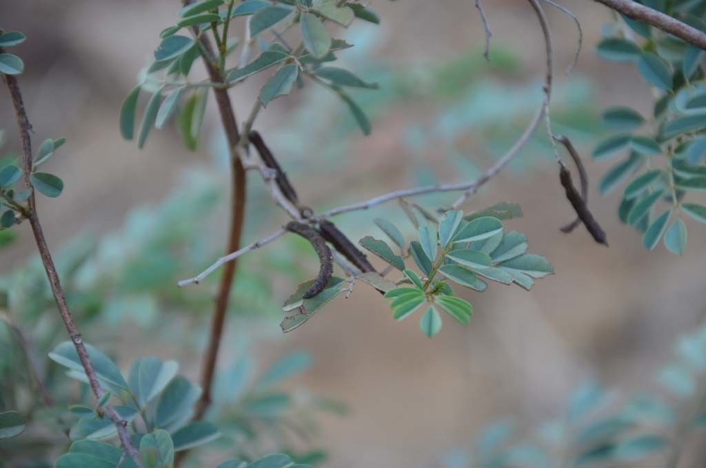 Taken May 7, 2014 by Tela Botanica − Sénégal ENGOUEMENT (cc-by-sa)