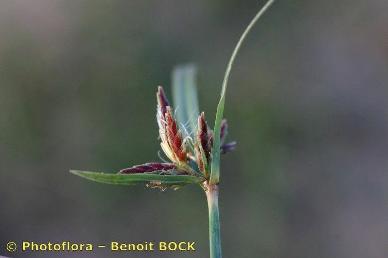 Taken Oct 15, 2005 by Photoflora - Benoit BOCK (©)