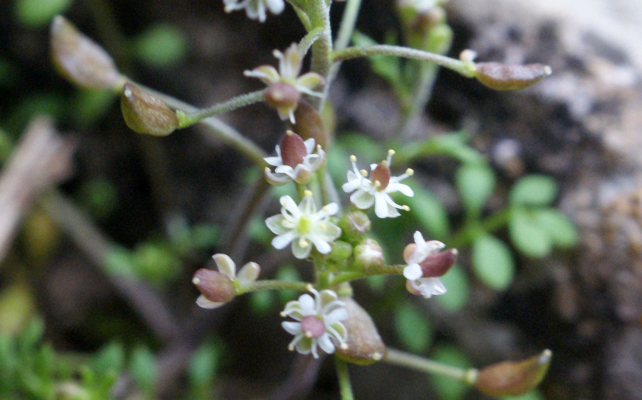 Taken Feb 11, 2017 by Tela Botanica − Liliane ROUBAUDI (cc-by-sa)