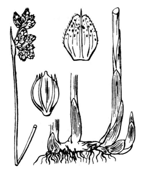 Plant Image 3