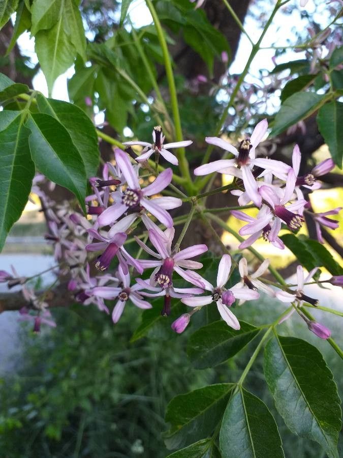 Melia azedarach L., Paraíso (Flora mundial) - Pl@ntNet identify