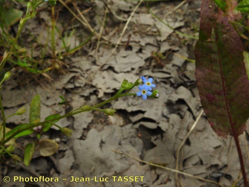 Taken Aug 15, 2018 by Photoflora - Jean-Luc TASSET (©)