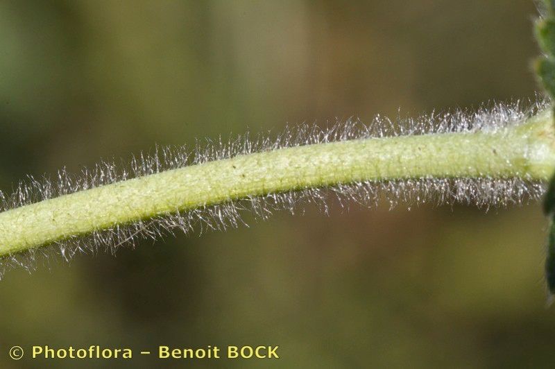 Taken Jul 15, 2011 by Photoflora - Benoit BOCK (©)