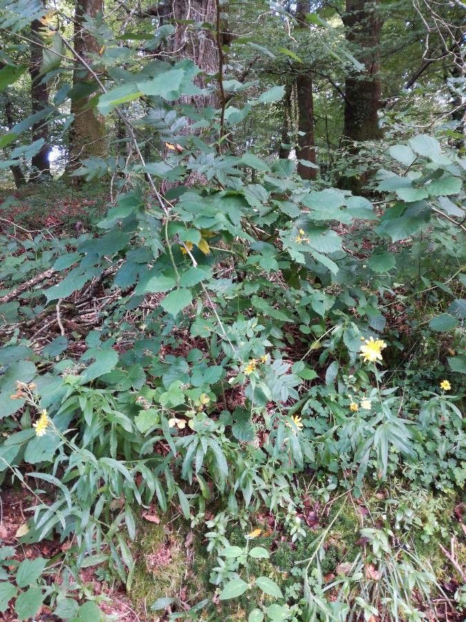 Narrow-leaf hawkweed