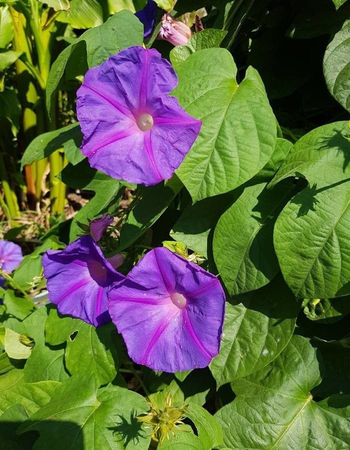 Observation: Ipomoea purpurea (L.) Roth (Didier DiGi Jul 21, 2020 ...