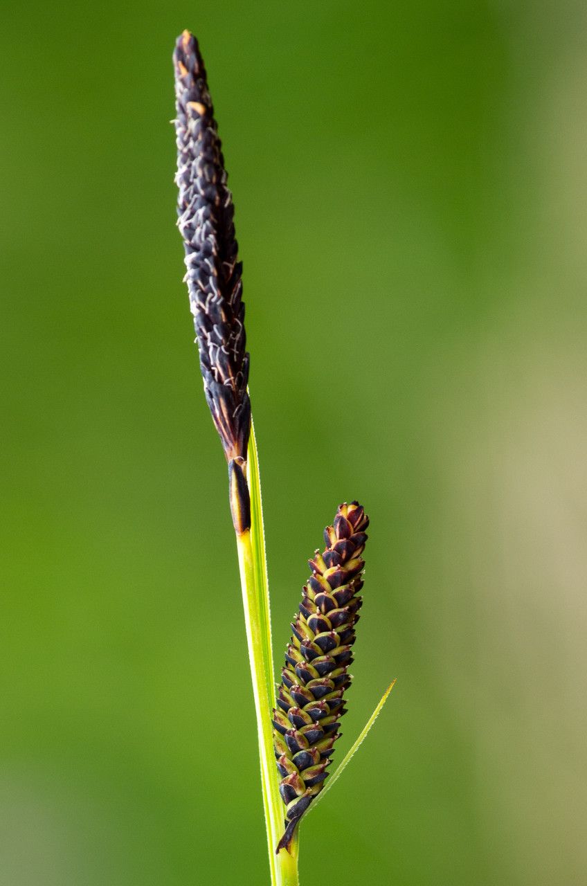 Taken Jul 3, 2013 by Tela Botanica − Jean-Jacques HOUDRÉ (cc-by-sa)