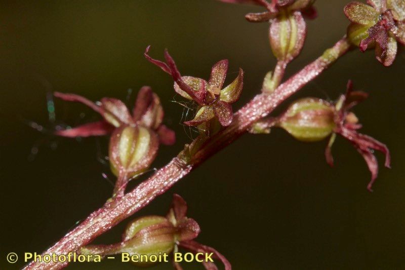 Taken Jul 15, 2015 by Photoflora - Benoit BOCK (©)