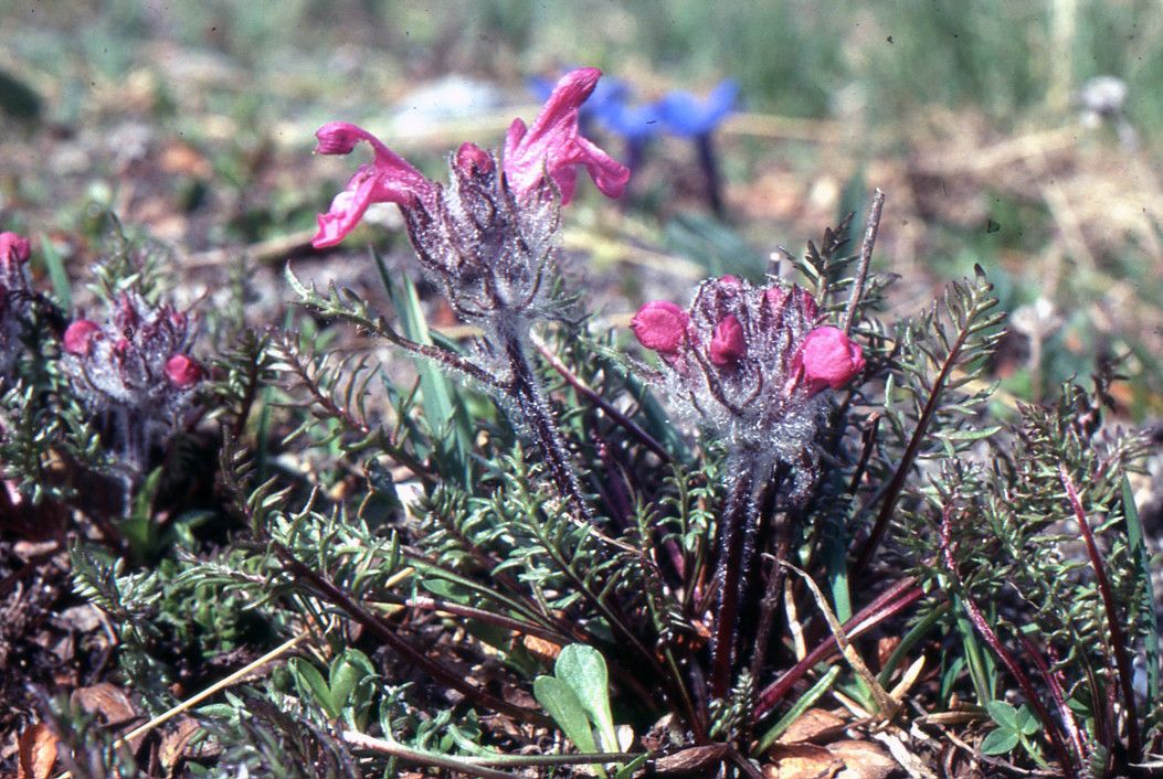 Taken Jul 6, 2004 by Tela Botanica − Liliane ROUBAUDI (cc-by-sa)