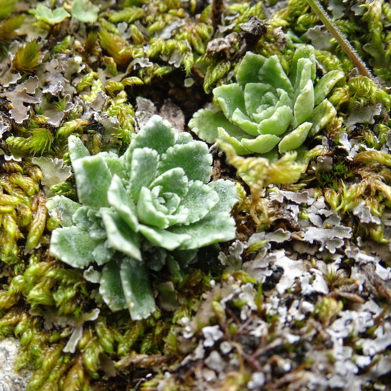 Lifelong saxifrage