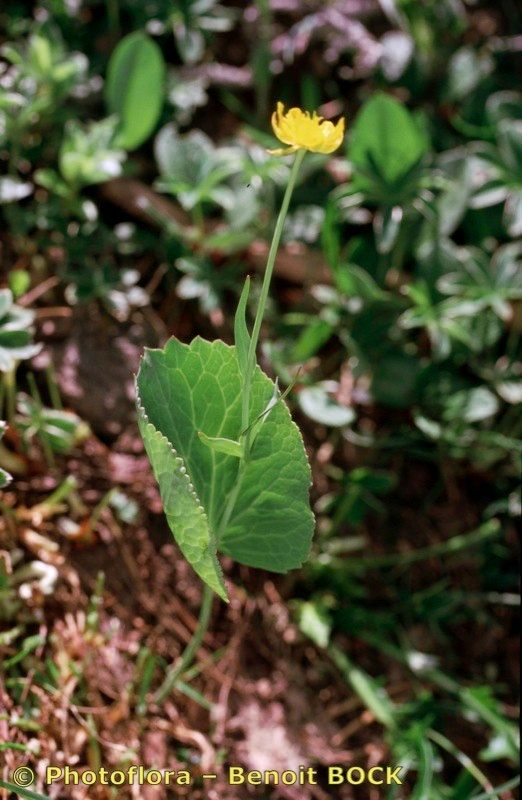 Taken Jul 15, 2000 by Photoflora - Benoit BOCK (©)