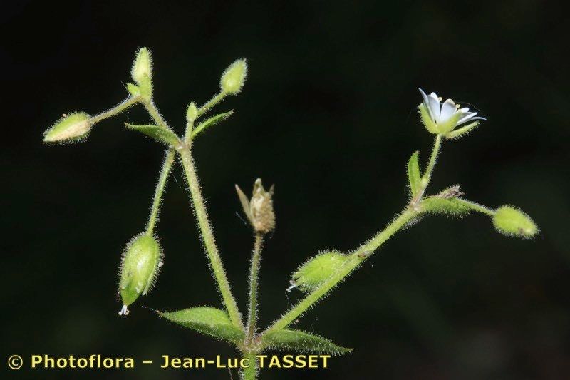 Taken Apr 15, 2012 by Photoflora - Jean-Luc TASSET (©)