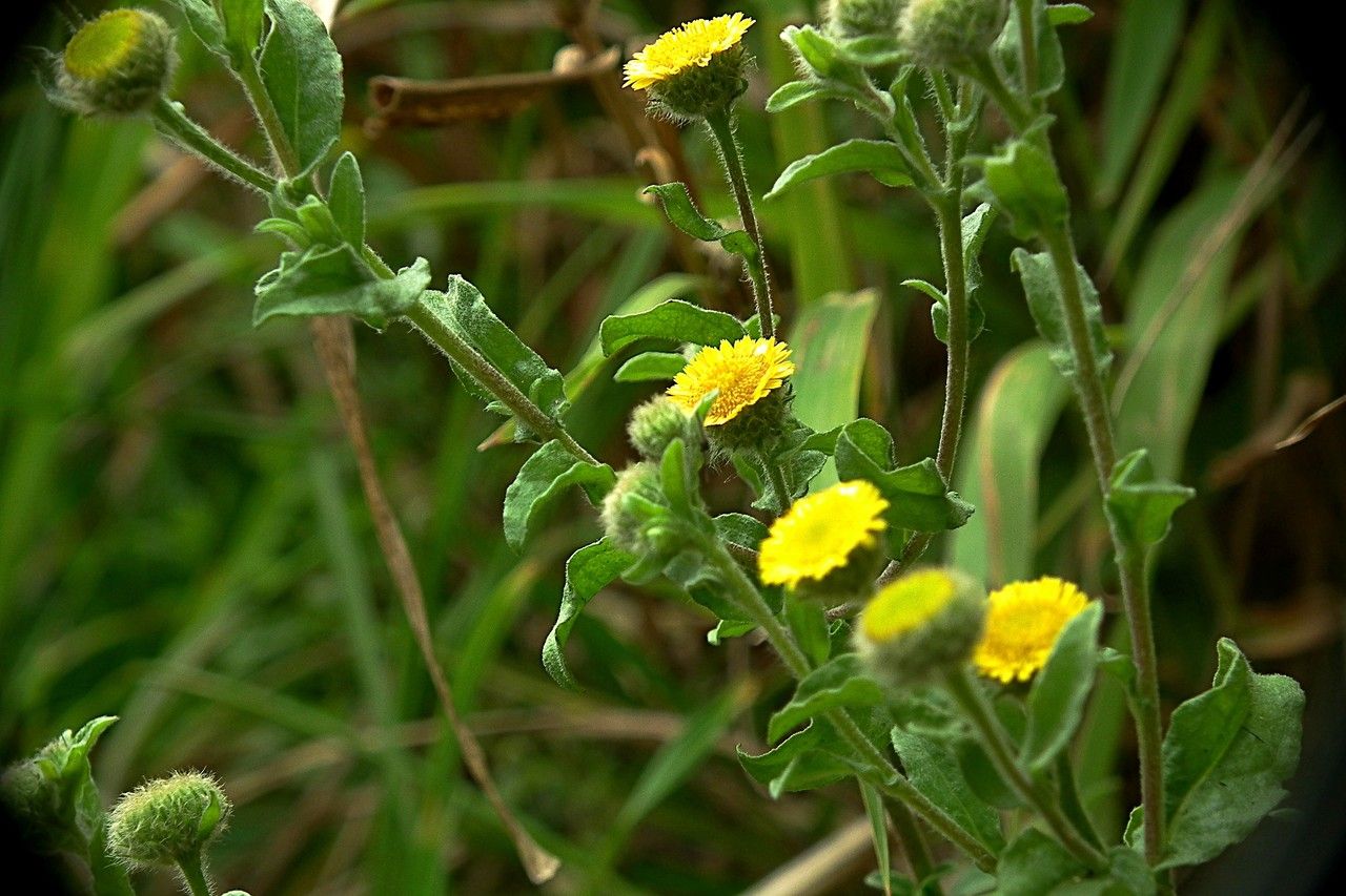 Taken Aug 7, 2012 by Tela Botanica − Jacques Maréchal (cc-by-sa)