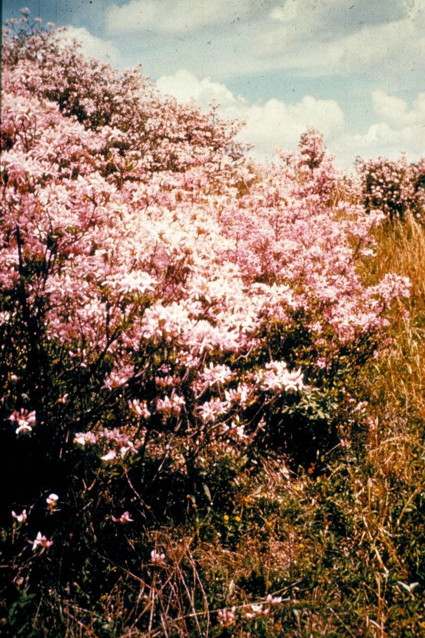 Taken Jan 1, 1900 by EOL − WVU Herbarium (cc-by-nc-sa)