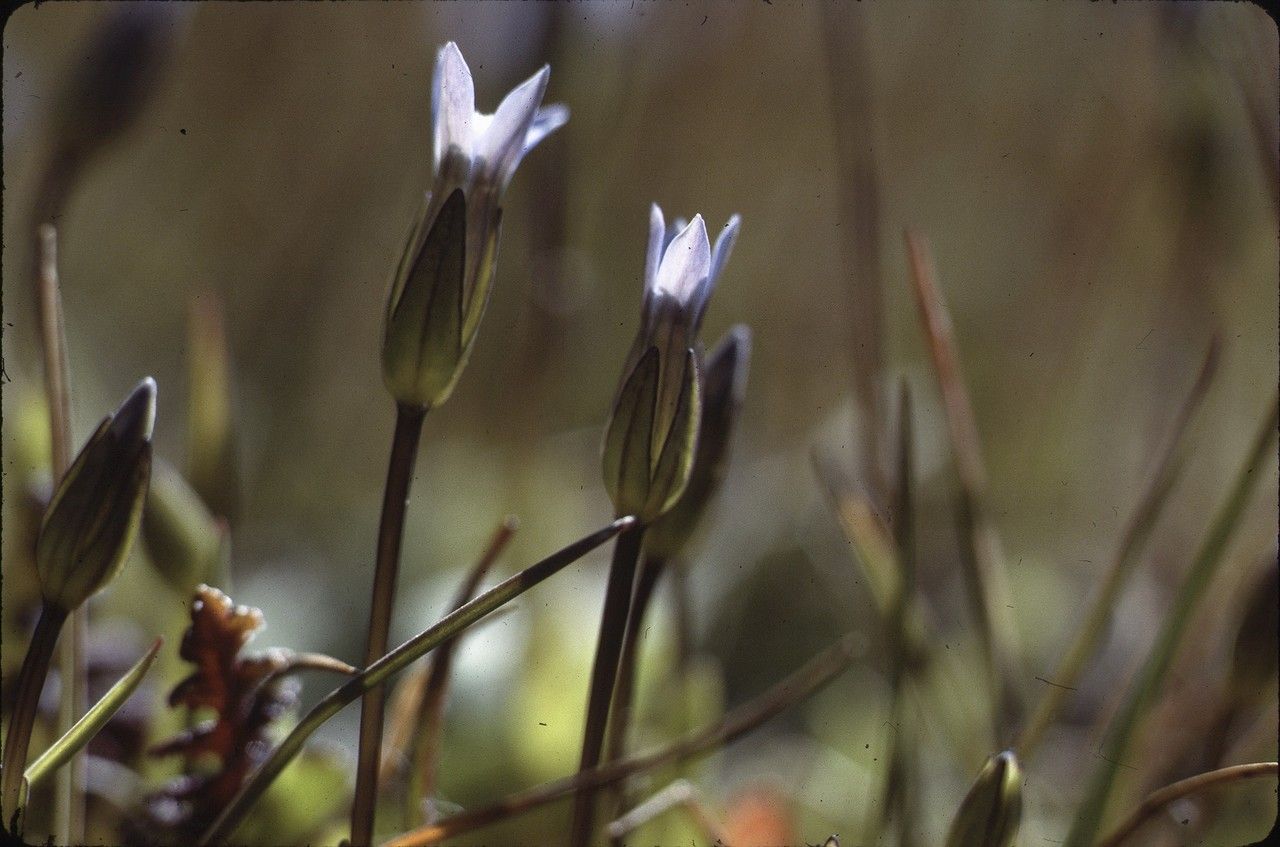 Taken Jul 7, 2001 by Tela Botanica − Liliane ROUBAUDI (cc-by-sa)