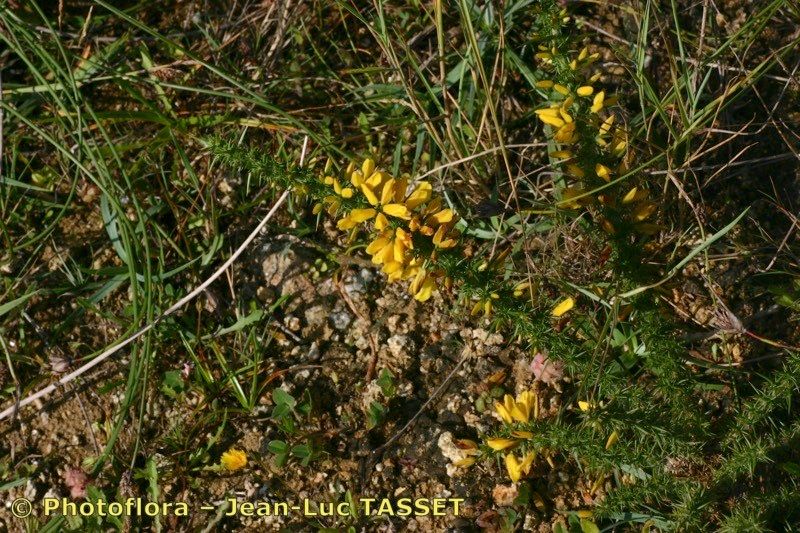 Taken Aug 15, 2004 by Photoflora - Jean-Luc TASSET (©)