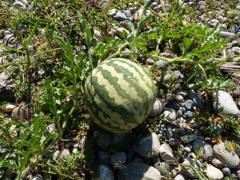 Afghan Melon: Growing Guide & Care Tips