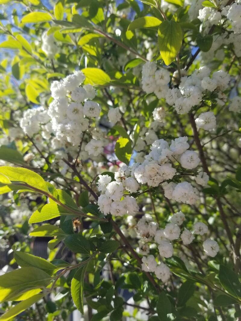 Prunus glandulosa Thunb., Almendro enano florido (Flora mundial) - Pl@ntNet  identify