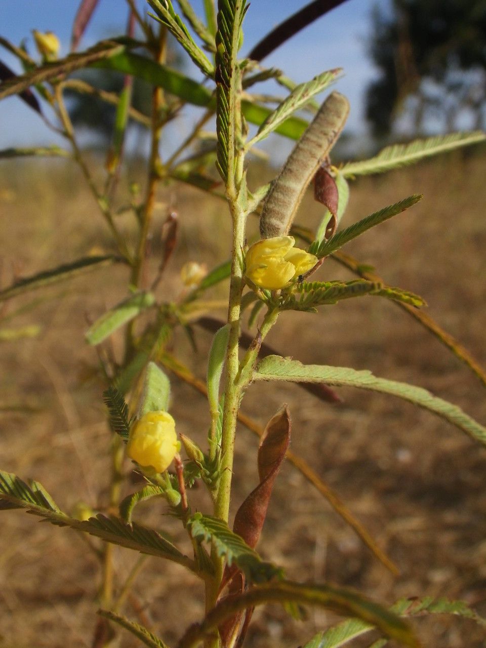 Taken Jan 2, 2013 by Tela Botanica − Sylvain PIRY (cc-by-sa)