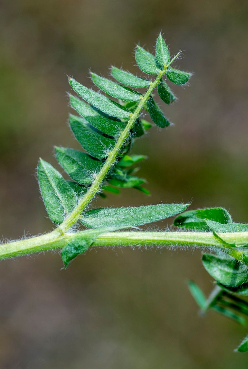 Taken Jun 14, 2014 by Tela Botanica − Jean-Jacques HOUDRÉ (cc-by-sa)