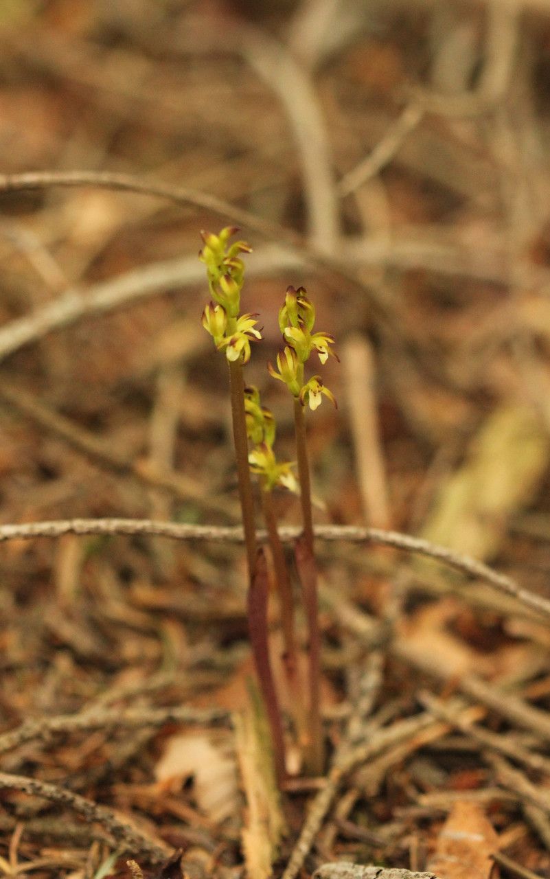 Taken Jun 9, 2014 by Tela Botanica − John DE VOS (cc-by-sa)