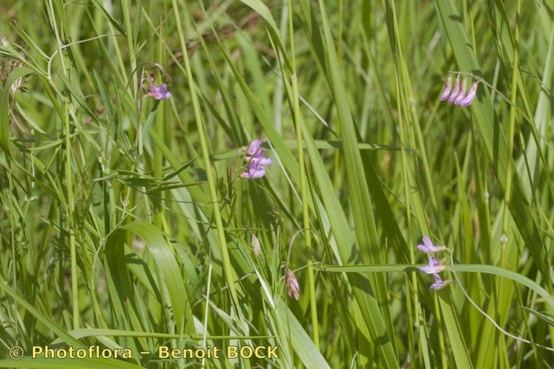 Taken Aug 15, 2016 by Photoflora - Benoit BOCK (©)