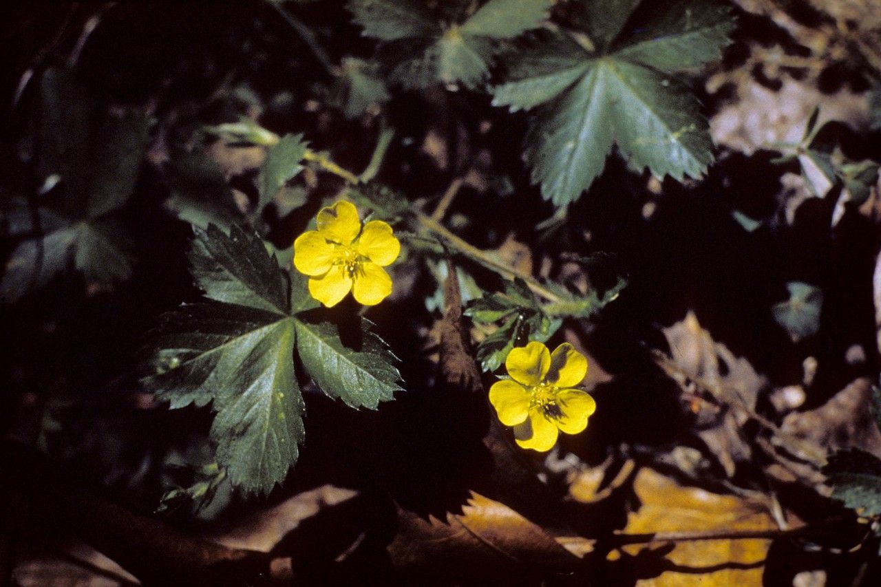 Taken Jan 1, 1900 by EOL − WVU Herbarium (cc-by-nc-sa)