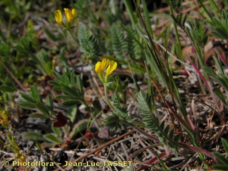 Taken Apr 15, 2004 by Photoflora - Jean-Luc TASSET (©)