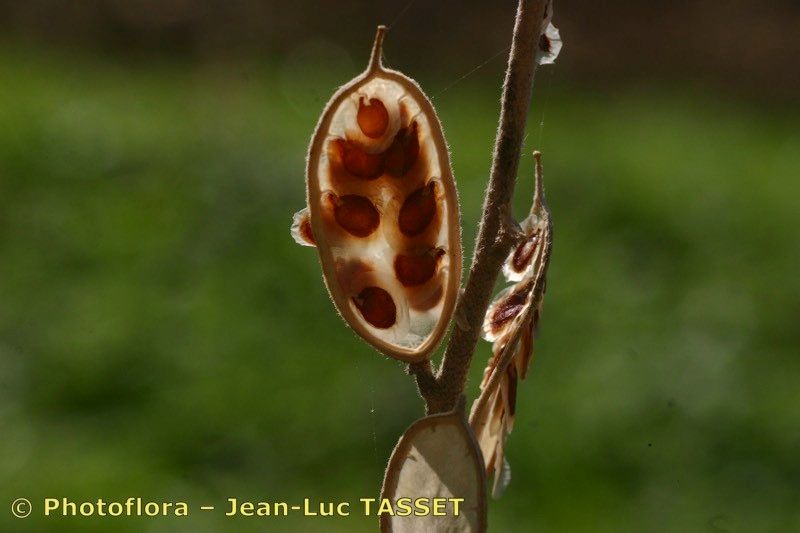 Taken Sep 15, 2005 by Photoflora - Jean-Luc TASSET (©)