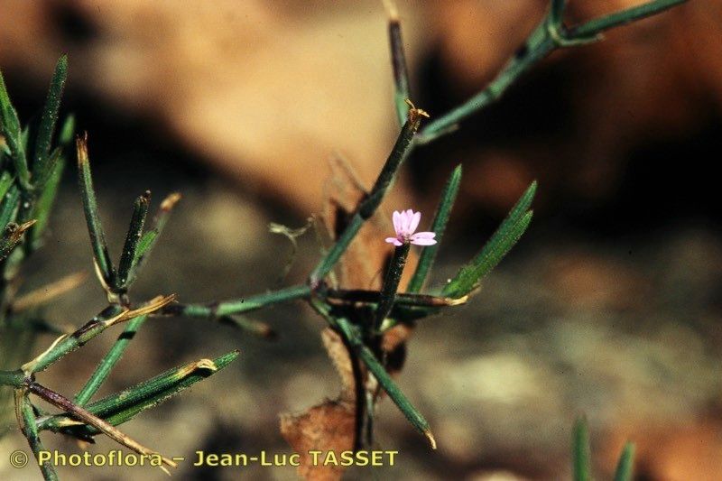 Taken Sep 15, 1995 by Photoflora - Jean-Luc TASSET (©)