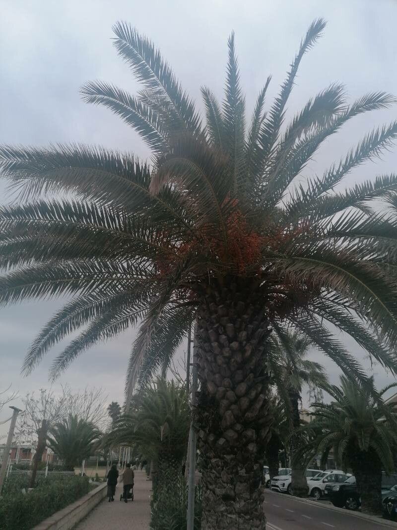 Phoenix Canariensis Hort Ex Chabaud Paolo Valentini Jan World Flora Pl