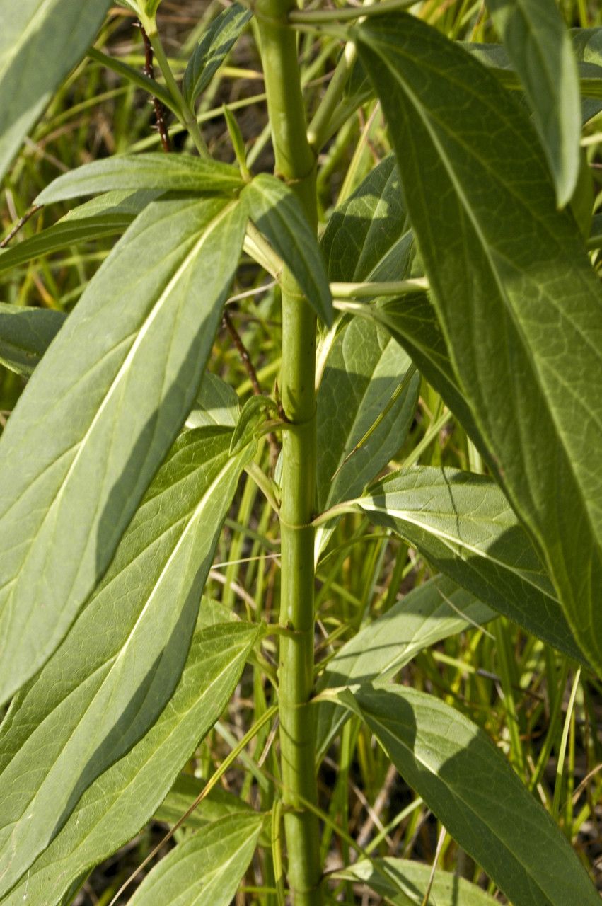 Plant Image 1