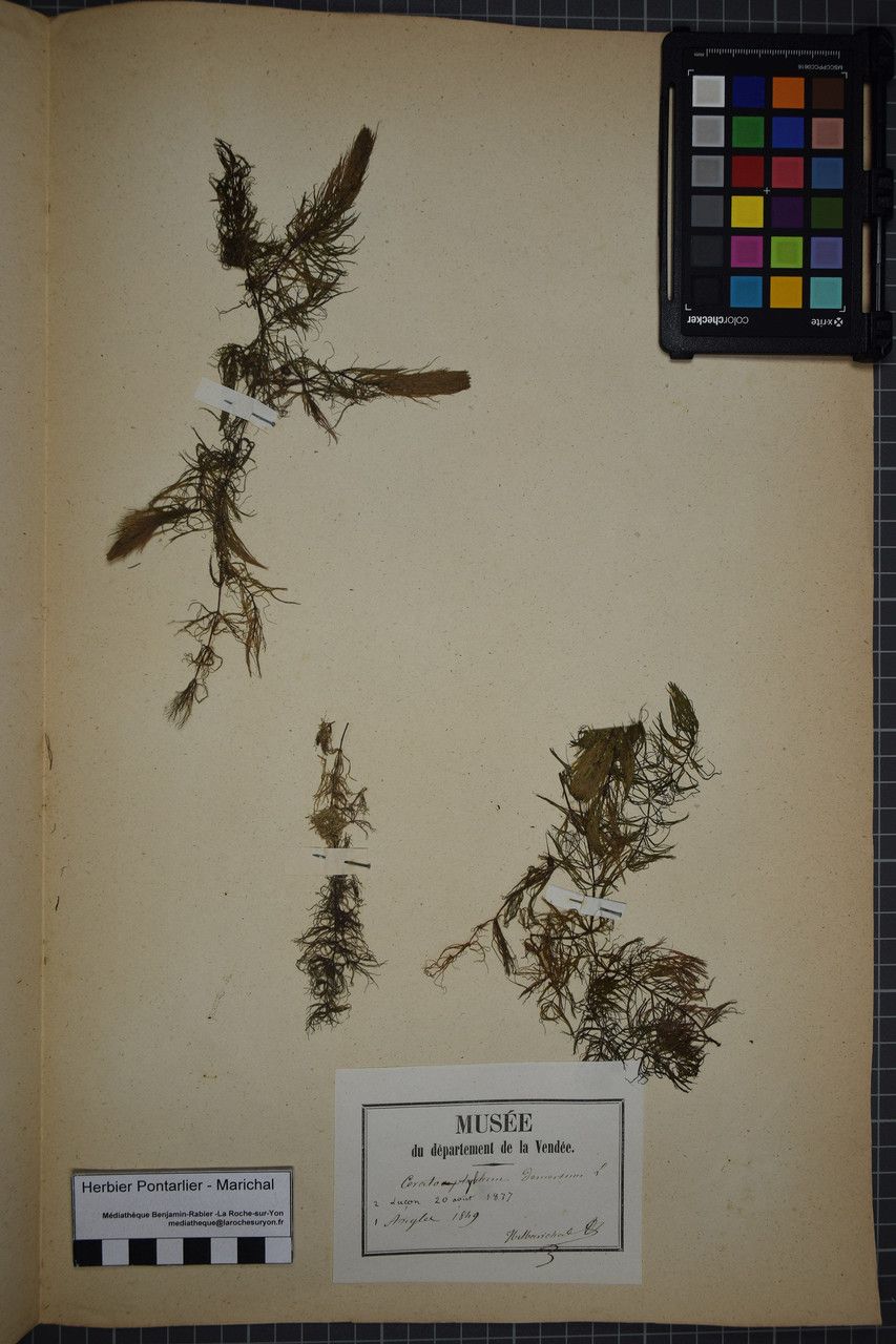 Taken Dec 31, 1848 by Tela Botanica − Herbier PONTARLIER-MARICHAL (cc-by-sa)