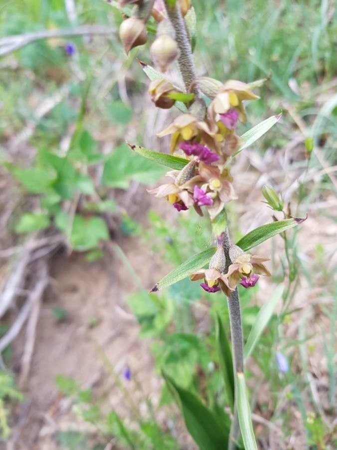 Royal helleborine