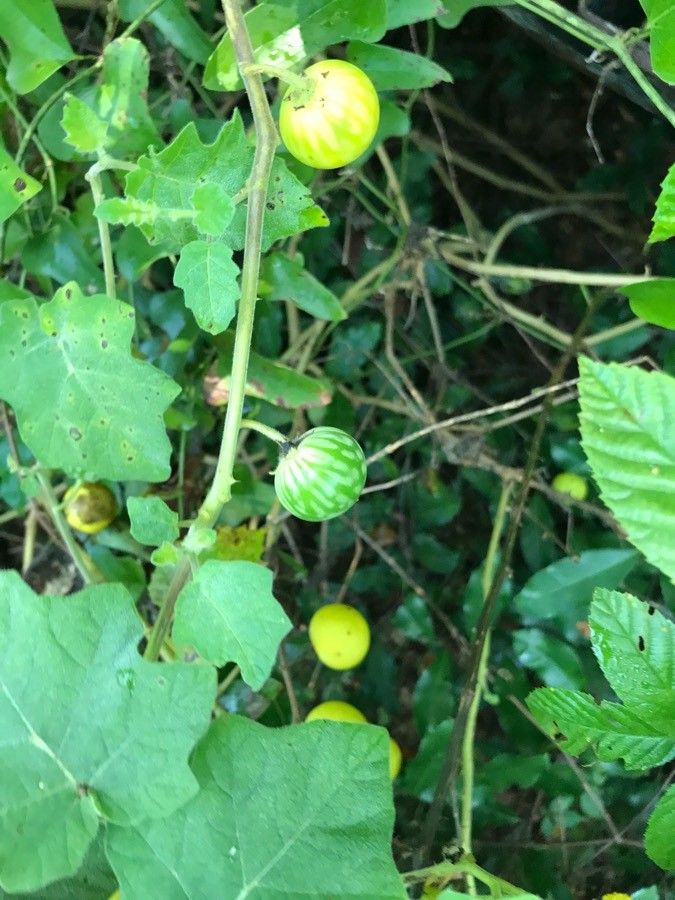 Solanum Viarum Dunal Tropical Soda Apple World Flora Pl Ntnet Identify