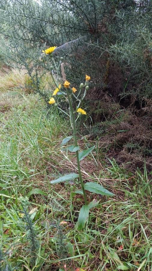 New england hawkweed