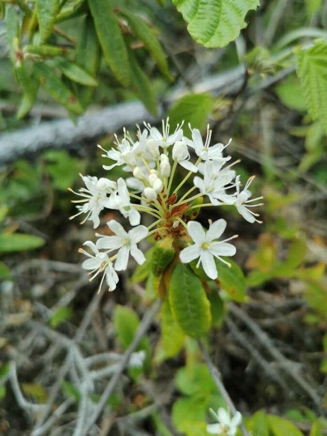 what tundra animals eat labrador tea